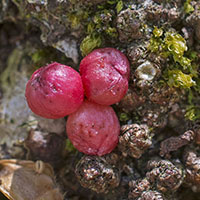 gall Trigonaspis quercusilicis